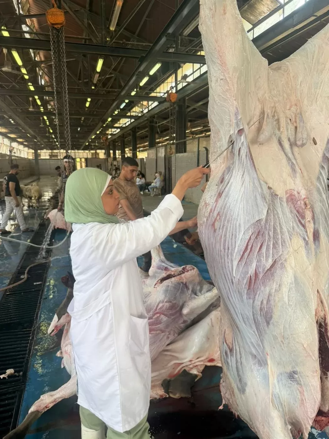 المجازر الحكومية بمحافظة القليوبية