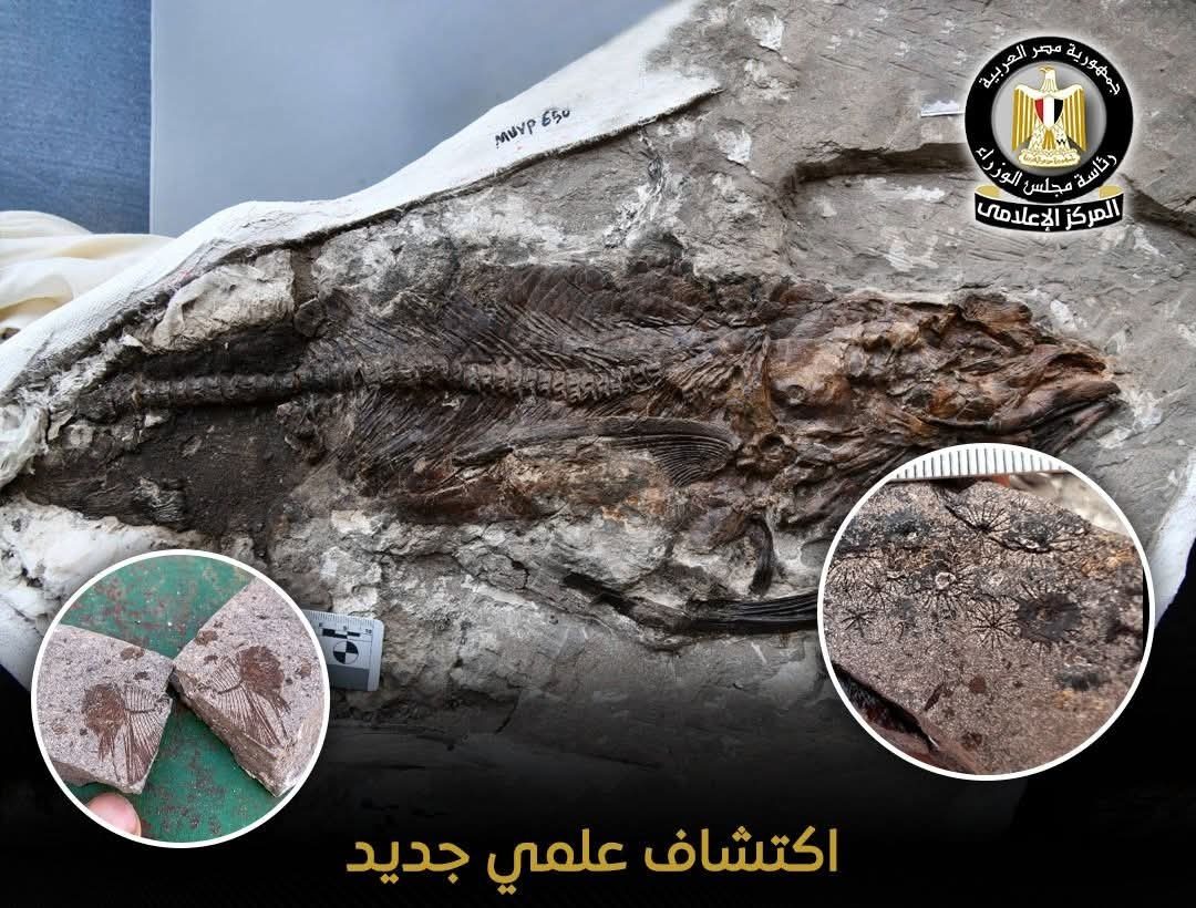 اكتشاف علمي جديد.. تفاصيل موقعً أحفوري نادر يعود إلى أكثر من 62 مليون سنة