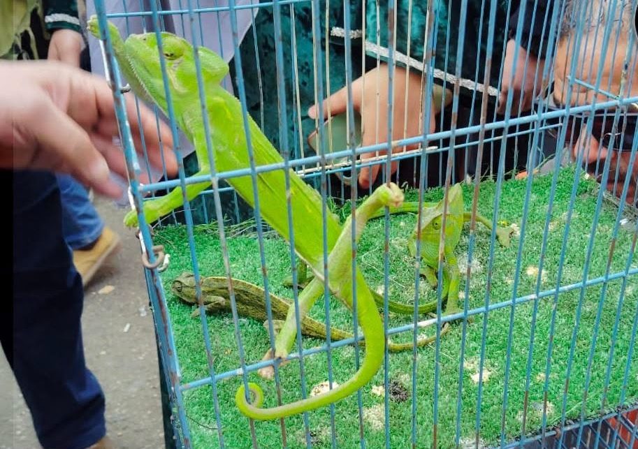 التنمية المحلية