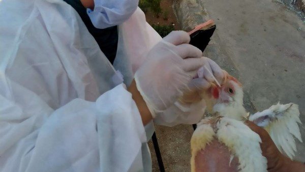 تحصين 92 ألف طائر ضد إنفلونزا الطيور والأمراض الوبائية في الشرقية خلال شهر واحد