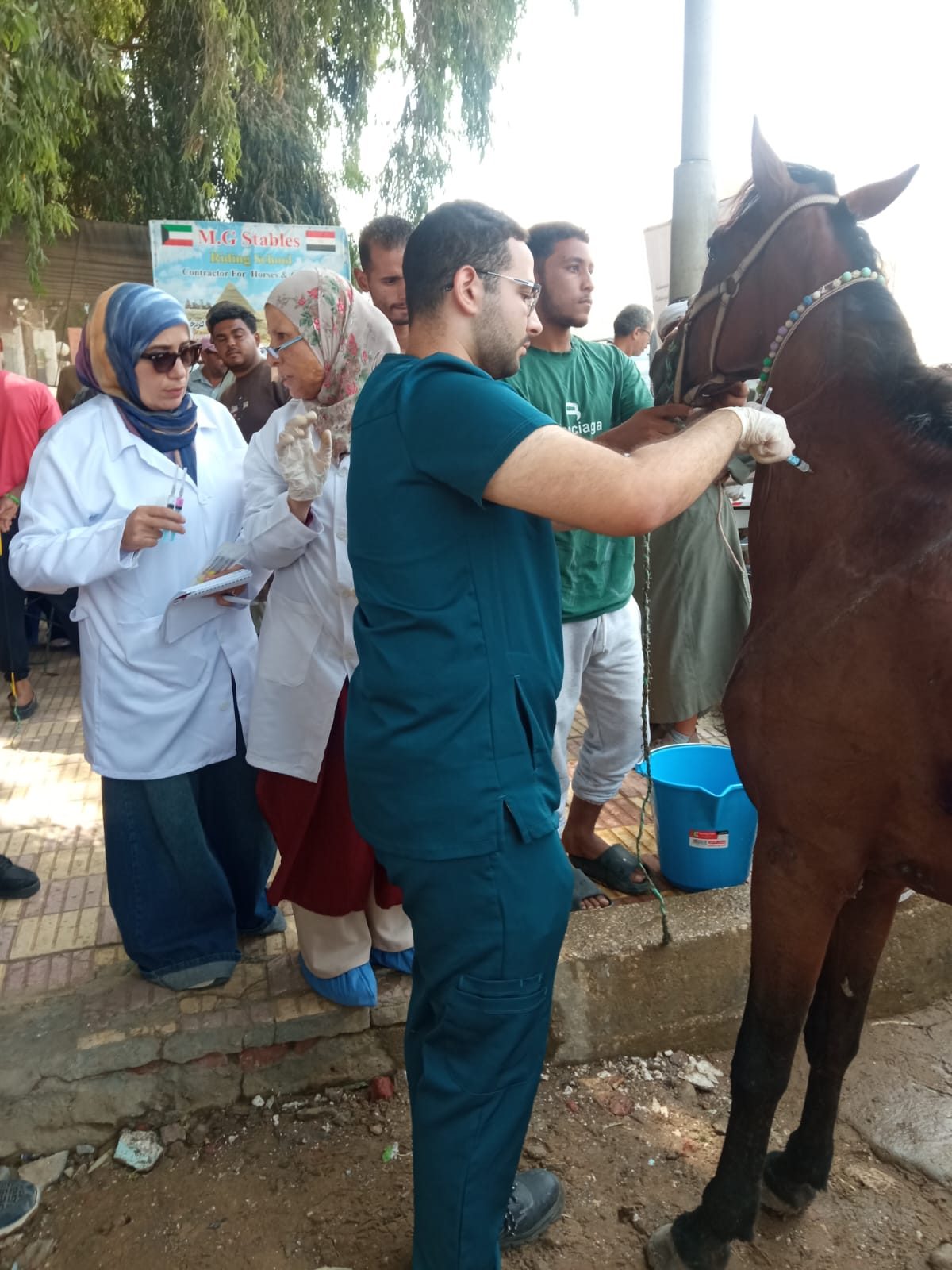 تطعيم الخيول الموجودة بمنطقة الهرم