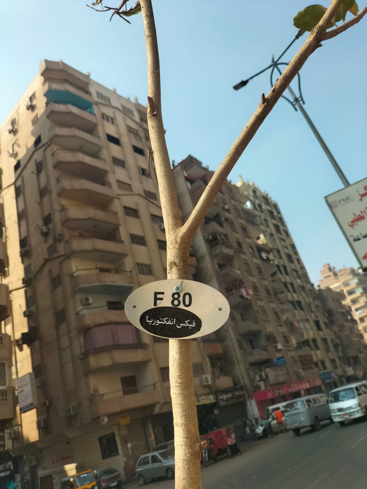 نظافة الجيزة: زراعة أشجار وتكويدها بشارع ترسا حي الطالبية " صور"